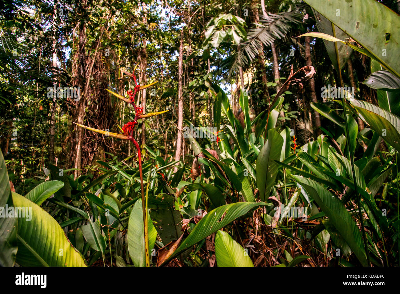 "Caeté (heliconia sp.) fotografado em Linhares, Espírito Santo Nordeste do Brasil. b... Mata Atlântica. registro feito em 2015. Englisch: lobst Stockfoto