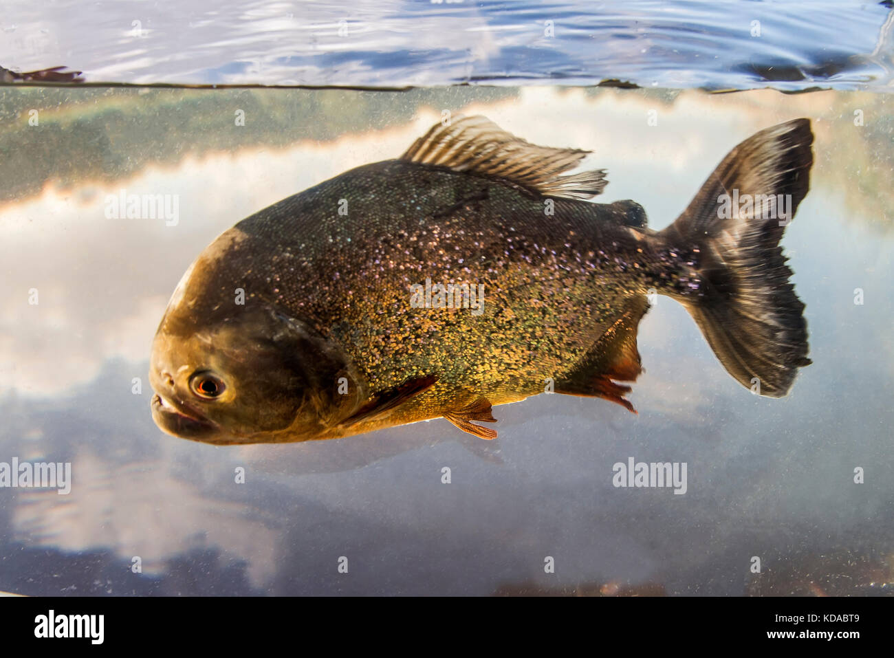 'Piranha-vermelha (Pygocentrus nattereri) fotografado em Linhares, Espírito Santo - Sudeste do Brasil. Bioma Mata Atlântica. Registrierung für 2015. Stockfoto