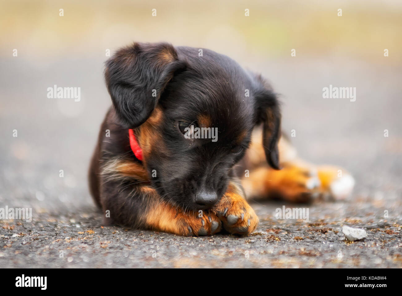 8 Woche alt King Charles Spaniel Kreuz, Ruby ... süße kleine Poser Stockfoto