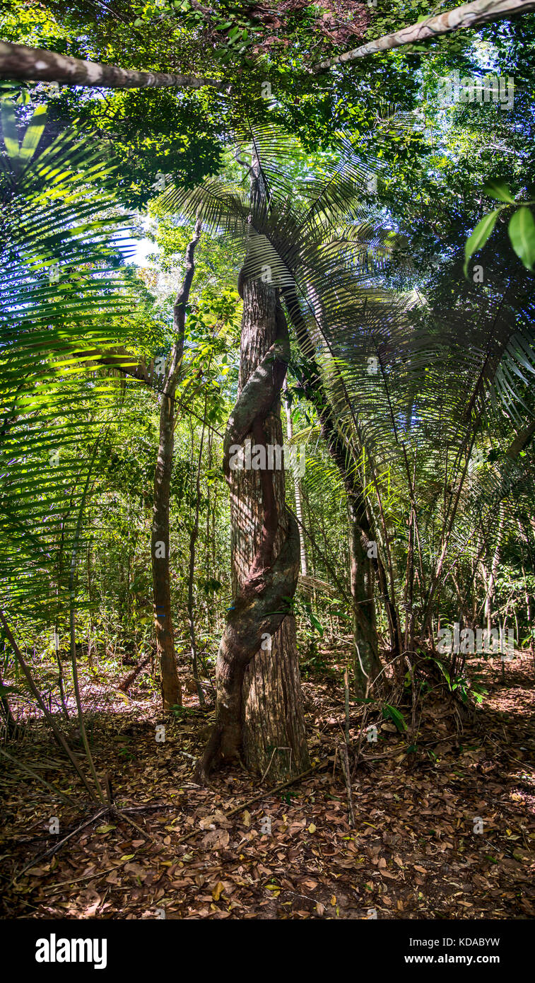 'Inuíba-vermelha (Lecythis lurida) e Figueira-mata-pau (Ficus clusifolia) fotografado em Linhares, Espírito Santo - Sudeste do Brasil. Bioma Mata Bei Stockfoto