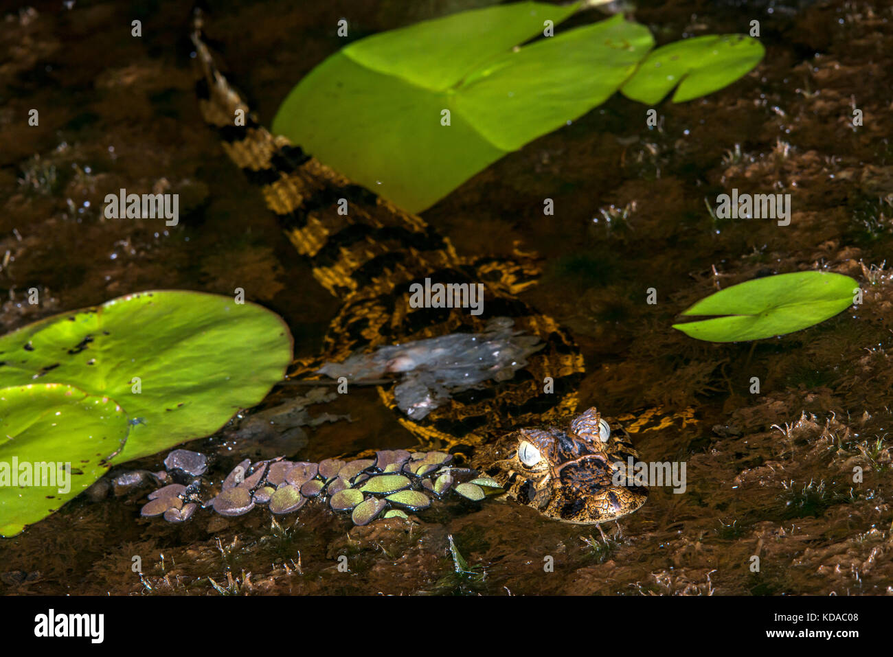 "Jacaré-de-papo-amarelo (Caiman latirostris) fotografado em Linhares, Espírito Santo Nordeste do Brasil. b... Mata Atlântica. registro feito em201 Stockfoto