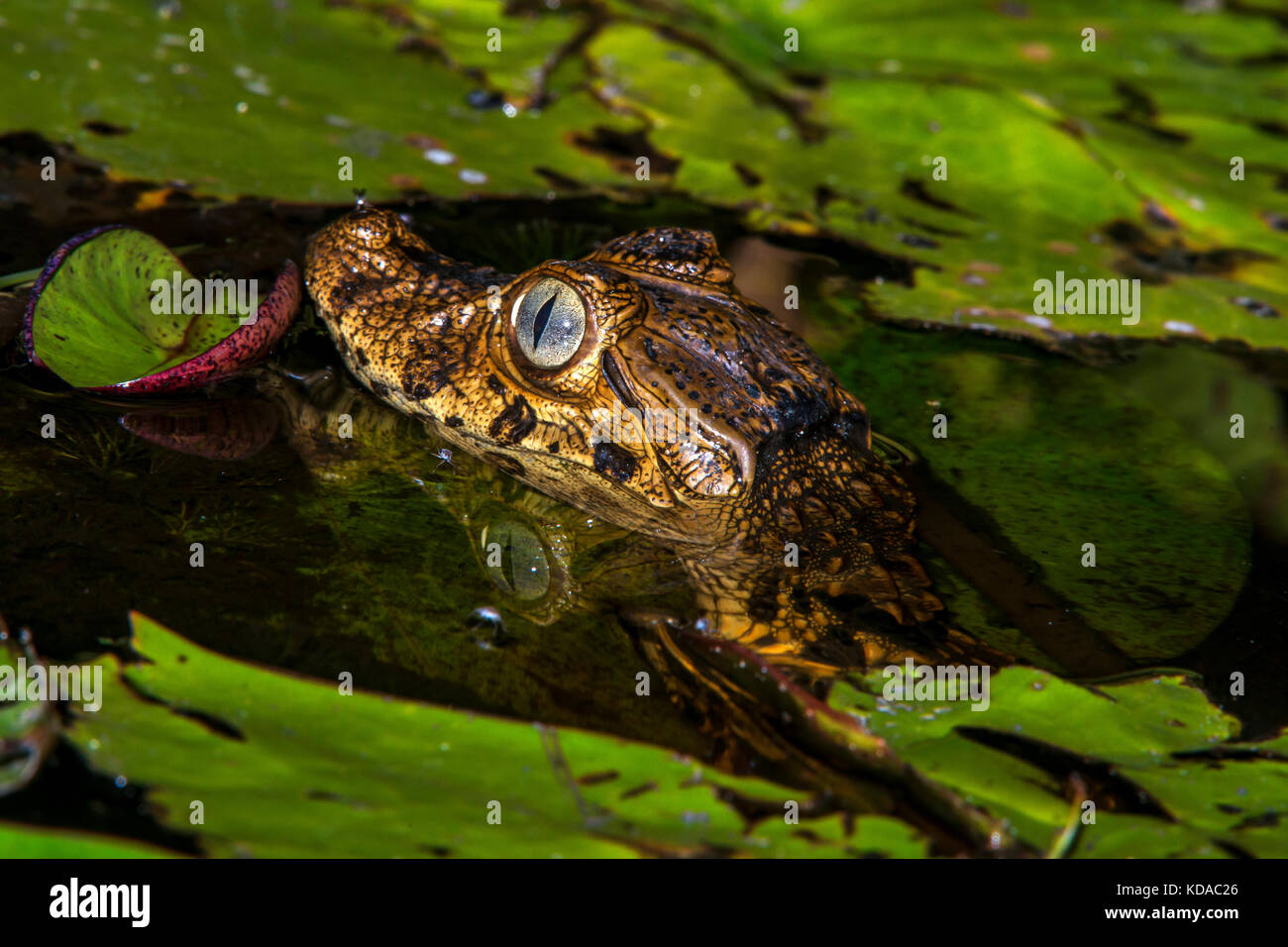 "Jacaré-de-papo-amarelo (Caiman latirostris) fotografado em Linhares, Espírito Santo - Sudeste do Brasil. Bioma Mata Atlântica. Registro feito em 201 Stockfoto