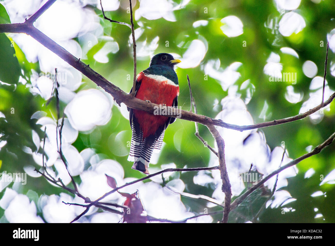 Der urucuá-de-coleira (trogon collaris) fotografado em Linhares, Espírito Santo Nordeste do Brasil. b... Mata Atlântica. registro feito em 2015. Stockfoto