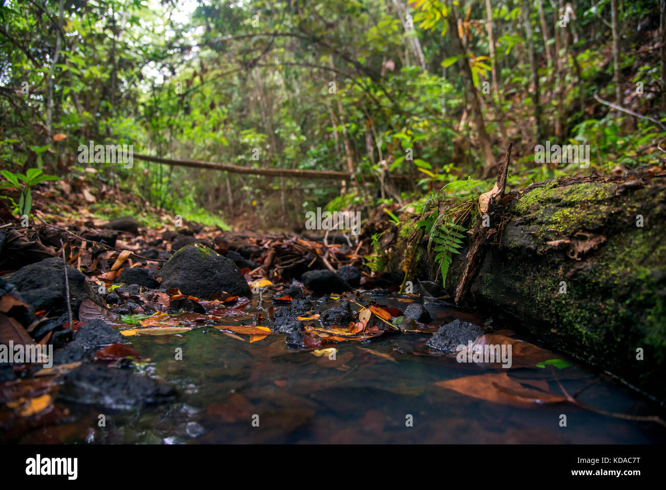 'Córrego (rio) fotografado em Linhares, Espírito Santo - Sudeste do Brasil. Bioma Mata Atlântica. Registrierung für 2015. ENGLISCH: Stream photog Stockfoto