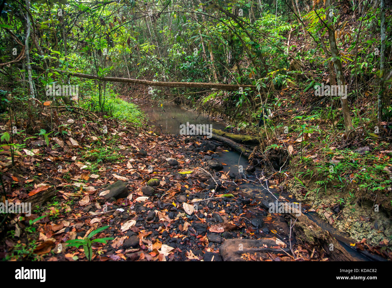 'Córrego (rio) fotografado em Linhares, Espírito Santo - Sudeste do Brasil. Bioma Mata Atlântica. Registrierung für 2015. ENGLISCH: Stream photog Stockfoto