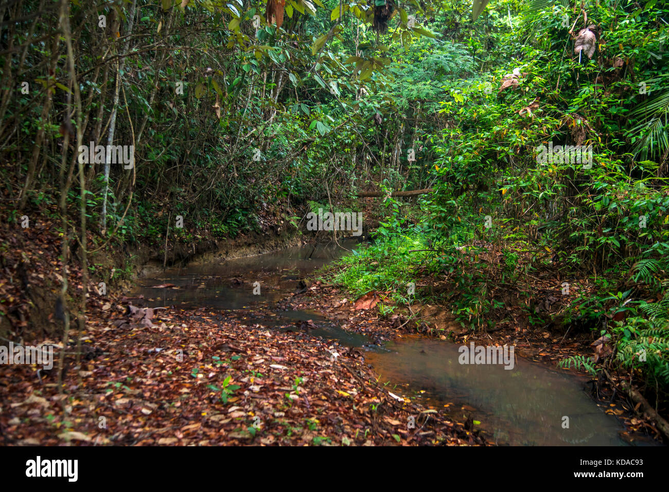'Córrego (rio) fotografado em Linhares, Espírito Santo - Sudeste do Brasil. Bioma Mata Atlântica. Registrierung für 2015. ENGLISCH: Stream photog Stockfoto