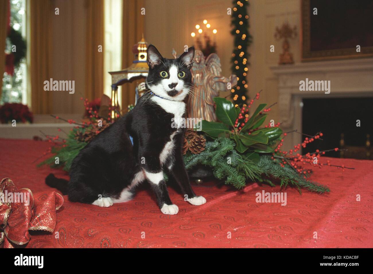 Us-Präsident Bill Clintons erster Familie Haustier socks die Katze auf dem Tisch sitzt neben Weihnachtsschmuck im Weißen Haus vom 5. Dezember 1993 in Washington, DC. Stockfoto
