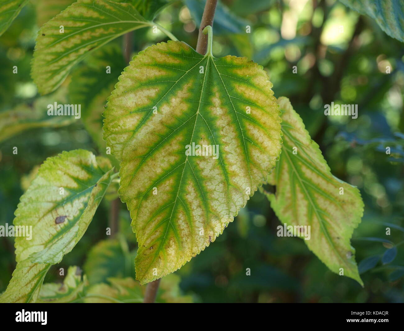 Bufferflies, Bienen, Motten, Wespen, Hornissen, Pelikane in Dallas-ol 5874727 Stockfoto