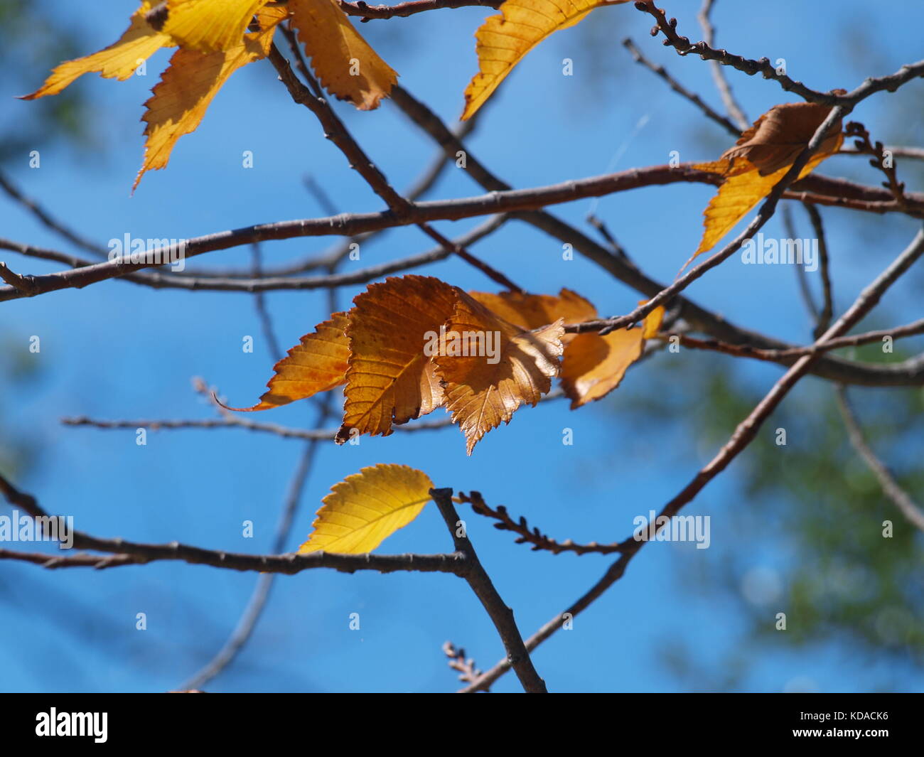 Bufferflies, Bienen, Motten, Wespen, Hornissen, Pelikane in Dallas-ol 5874727 Stockfoto