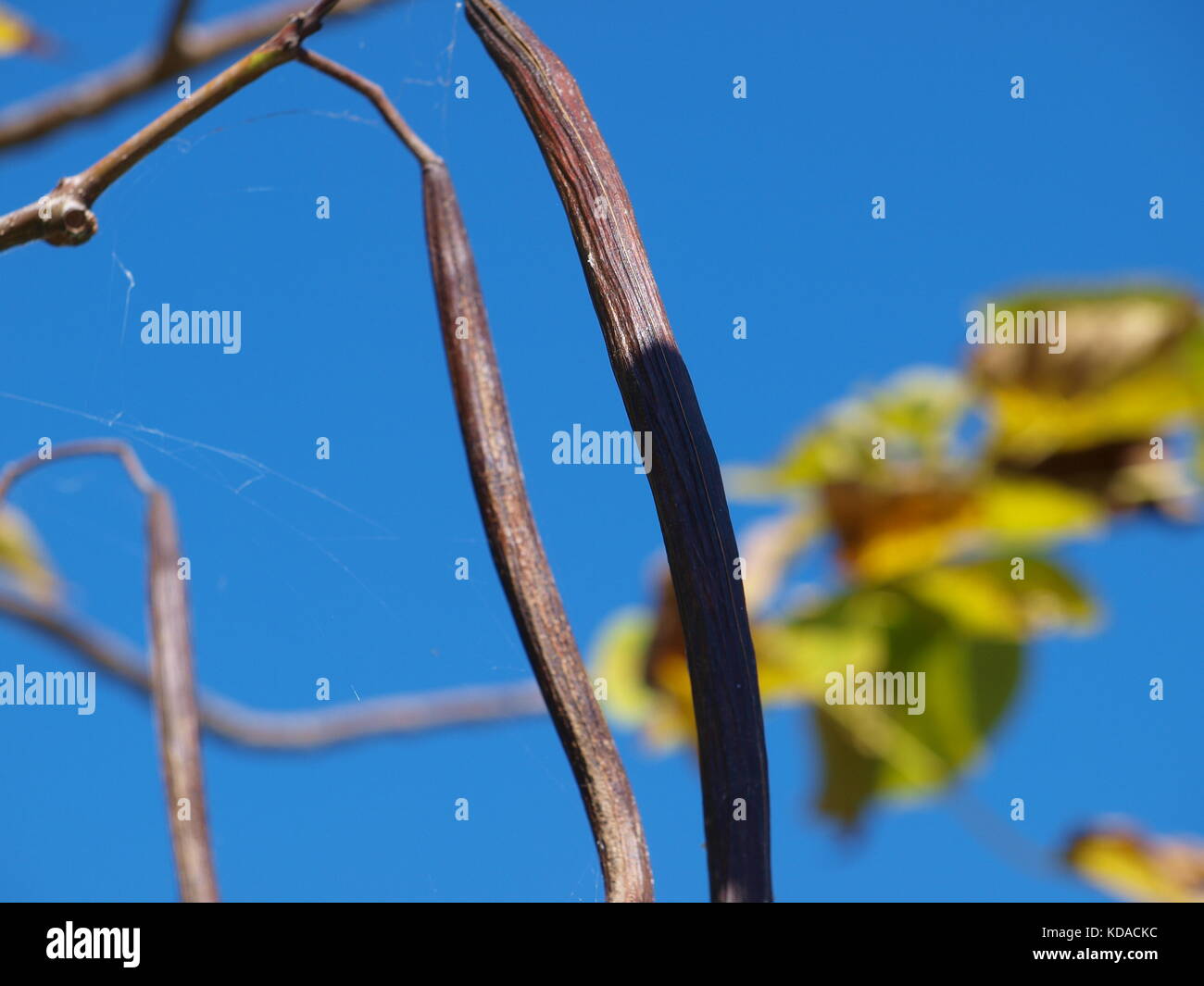 Bufferflies, Bienen, Motten, Wespen, Hornissen, Pelikane in Dallas-ol 5874727 Stockfoto