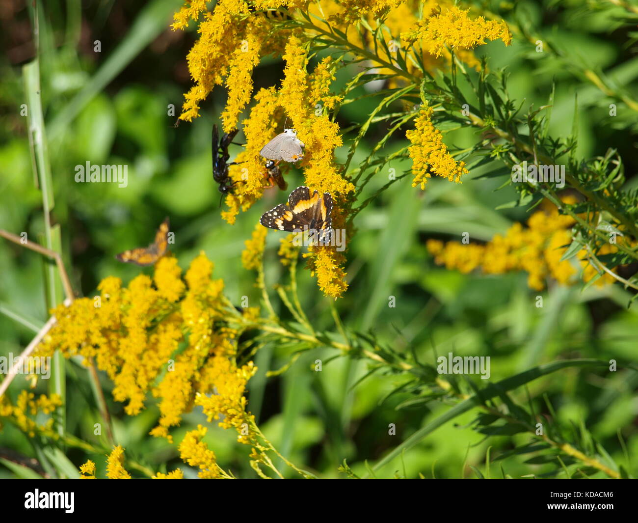 Bufferflies, Bienen, Motten, Wespen, Hornissen, Pelikane in Dallas-ol 5874727 Stockfoto