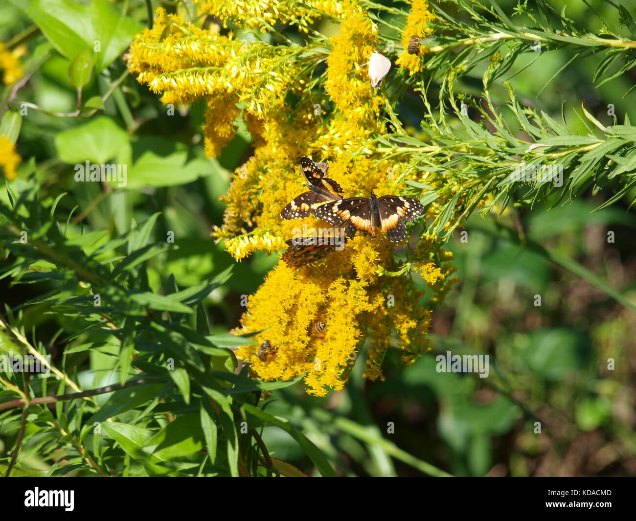 Bufferflies, Bienen, Motten, Wespen, Hornissen, Pelikane in Dallas-ol 5874727 Stockfoto