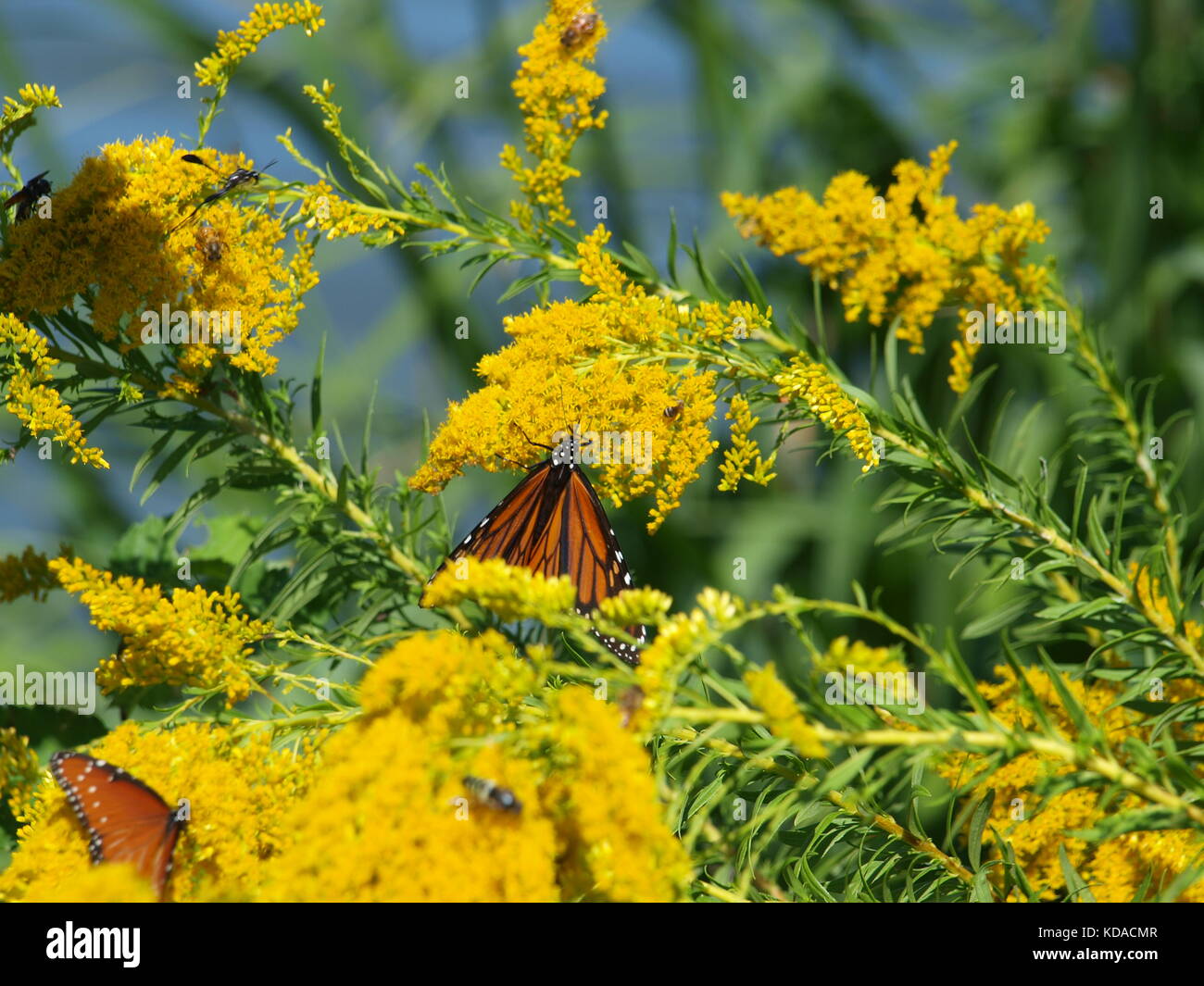 Bufferflies, Bienen, Motten, Wespen, Hornissen, Pelikane in Dallas-ol 5874727 Stockfoto