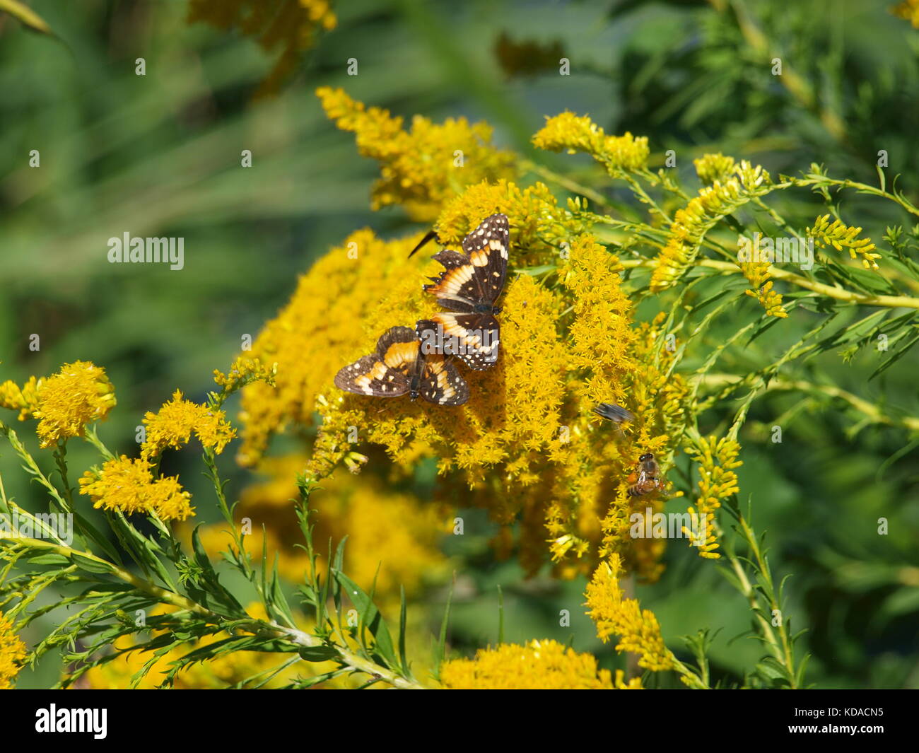 Bufferflies, Bienen, Motten, Wespen, Hornissen, Pelikane in Dallas-ol 5874727 Stockfoto