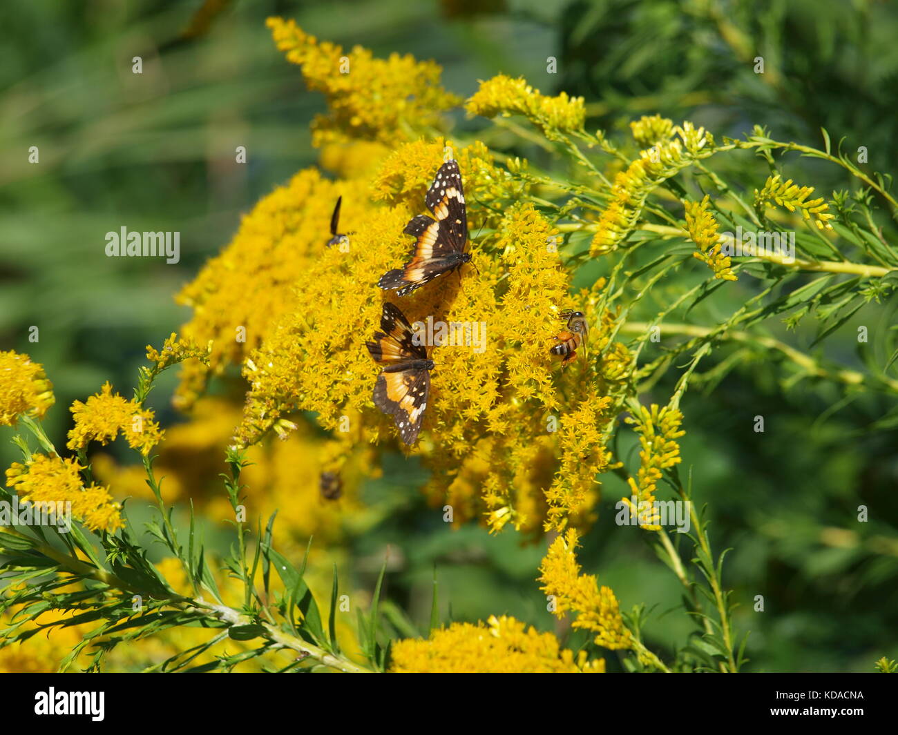 Bufferflies, Bienen, Motten, Wespen, Hornissen, Pelikane in Dallas-ol 5874727 Stockfoto