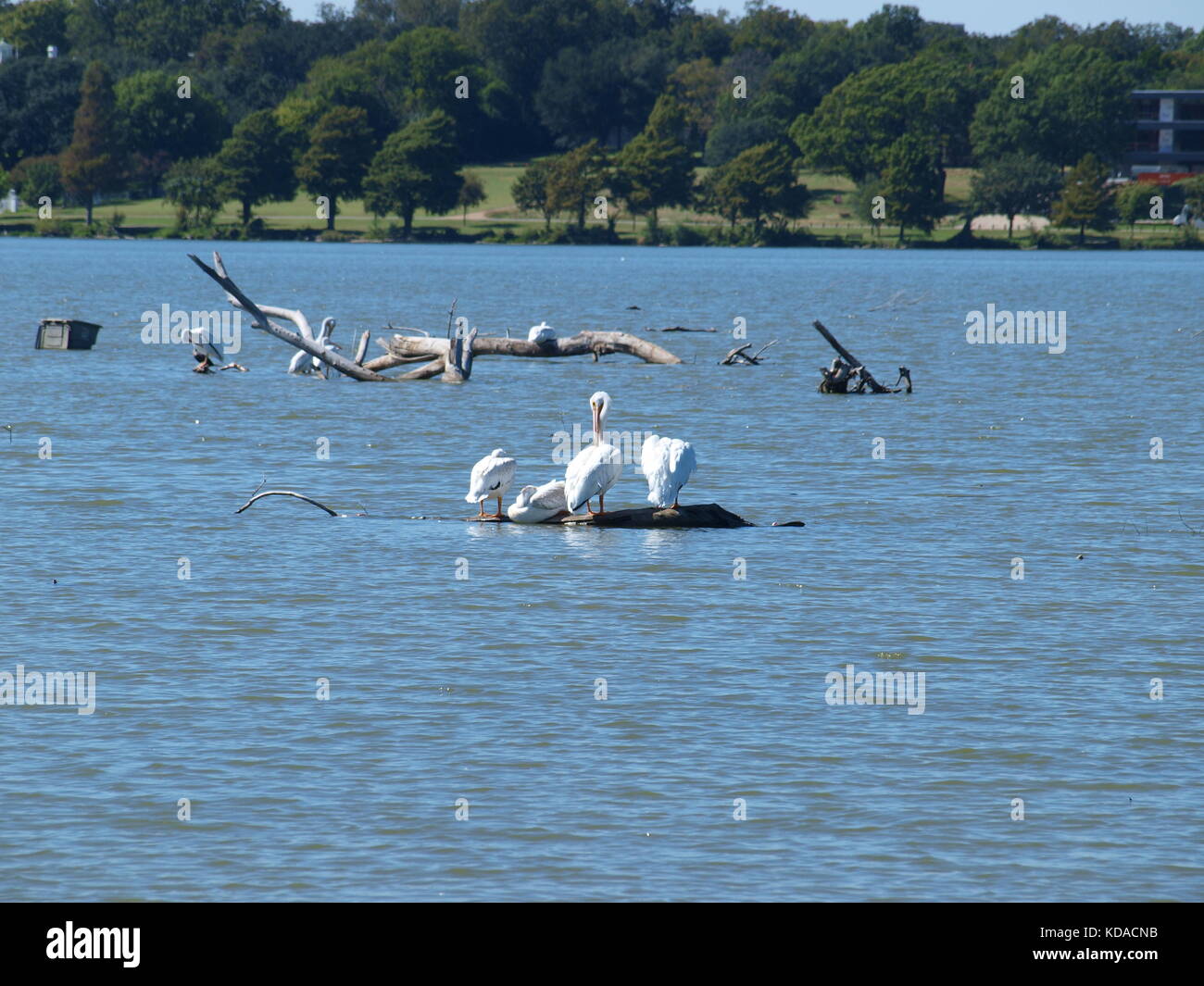 Bufferflies, Bienen, Motten, Wespen, Hornissen, Pelikane in Dallas-ol 5874727 Stockfoto