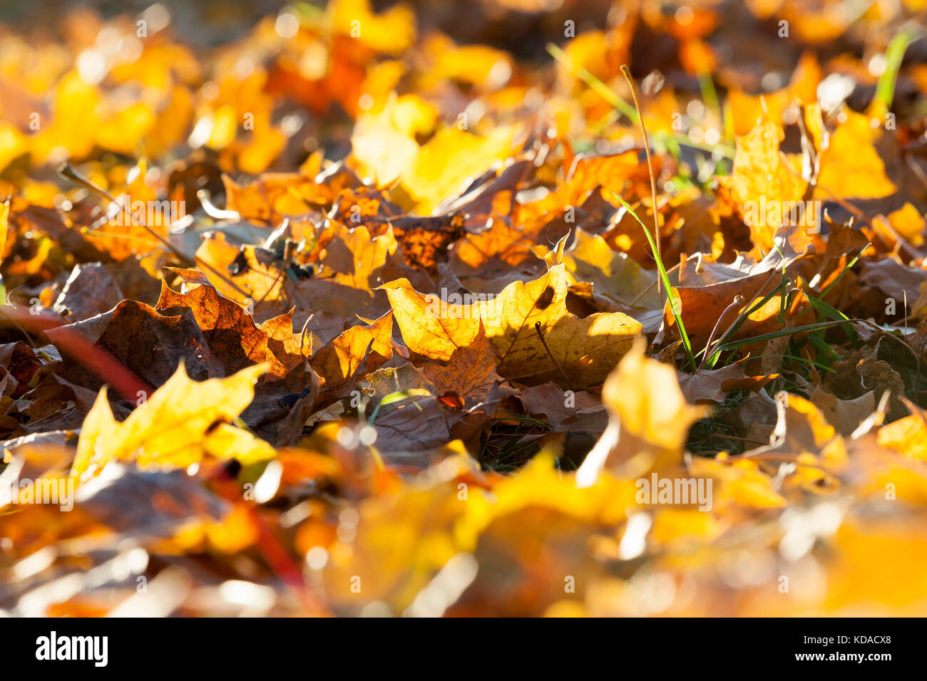 Die gefallenen Ahornblätter Stockfoto