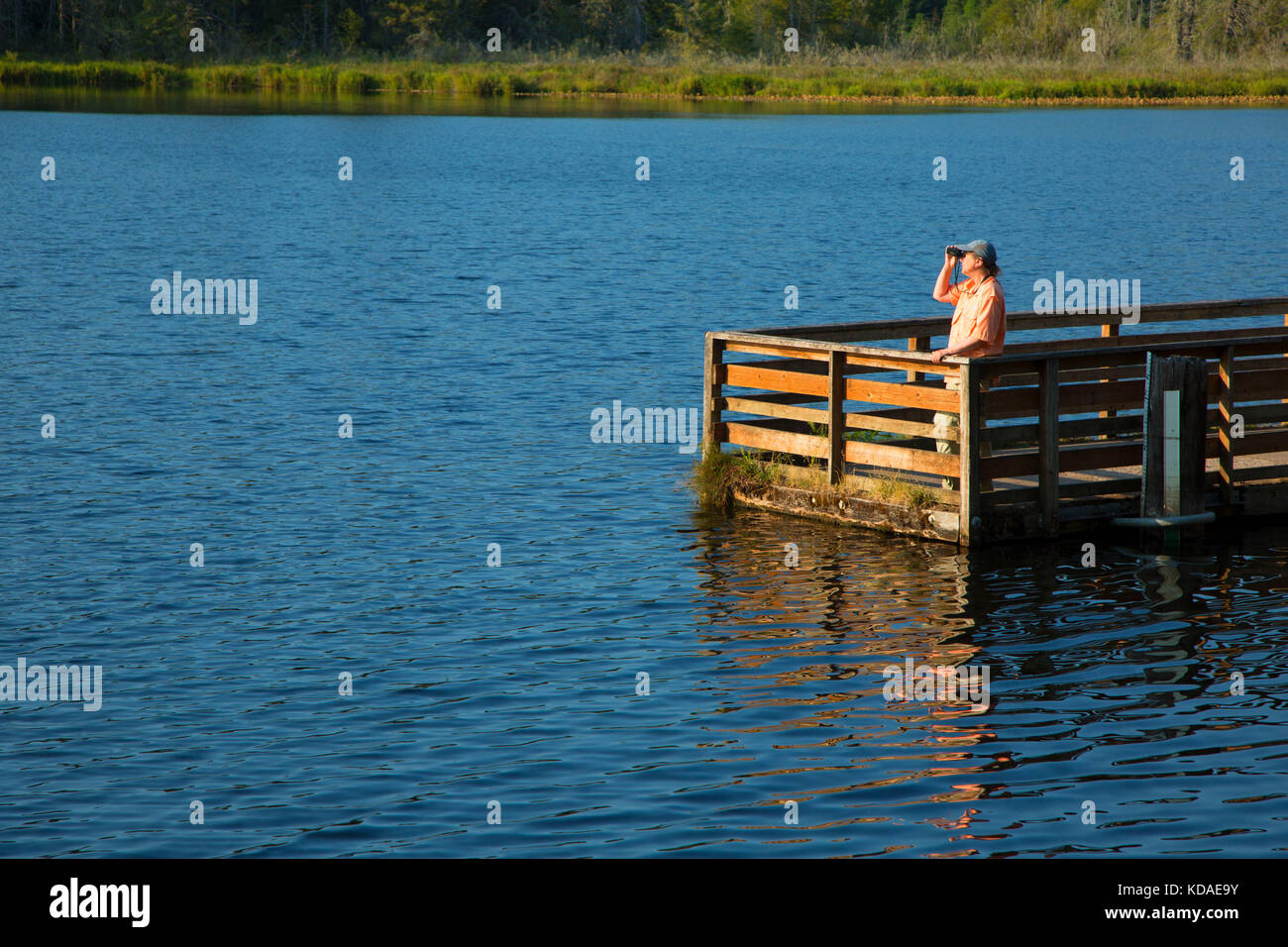 Birding über die Fischerei dock, See Leland Zugang zu Wasser, Jefferson County, Washington Stockfoto