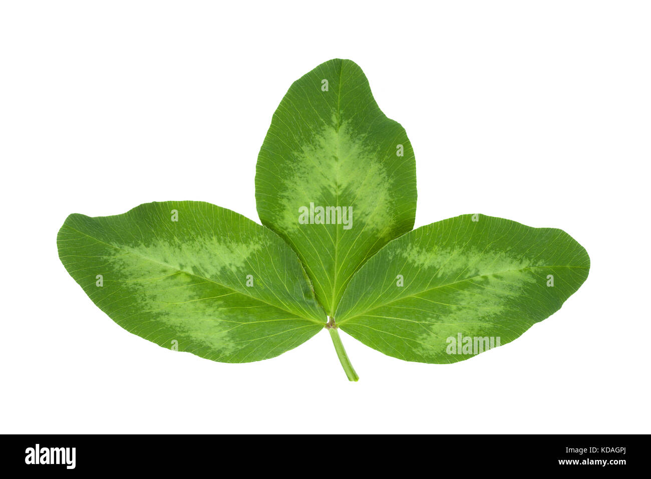 Alfalfa pflanze Blätter closeup auf weißem Hintergrund Stockfoto