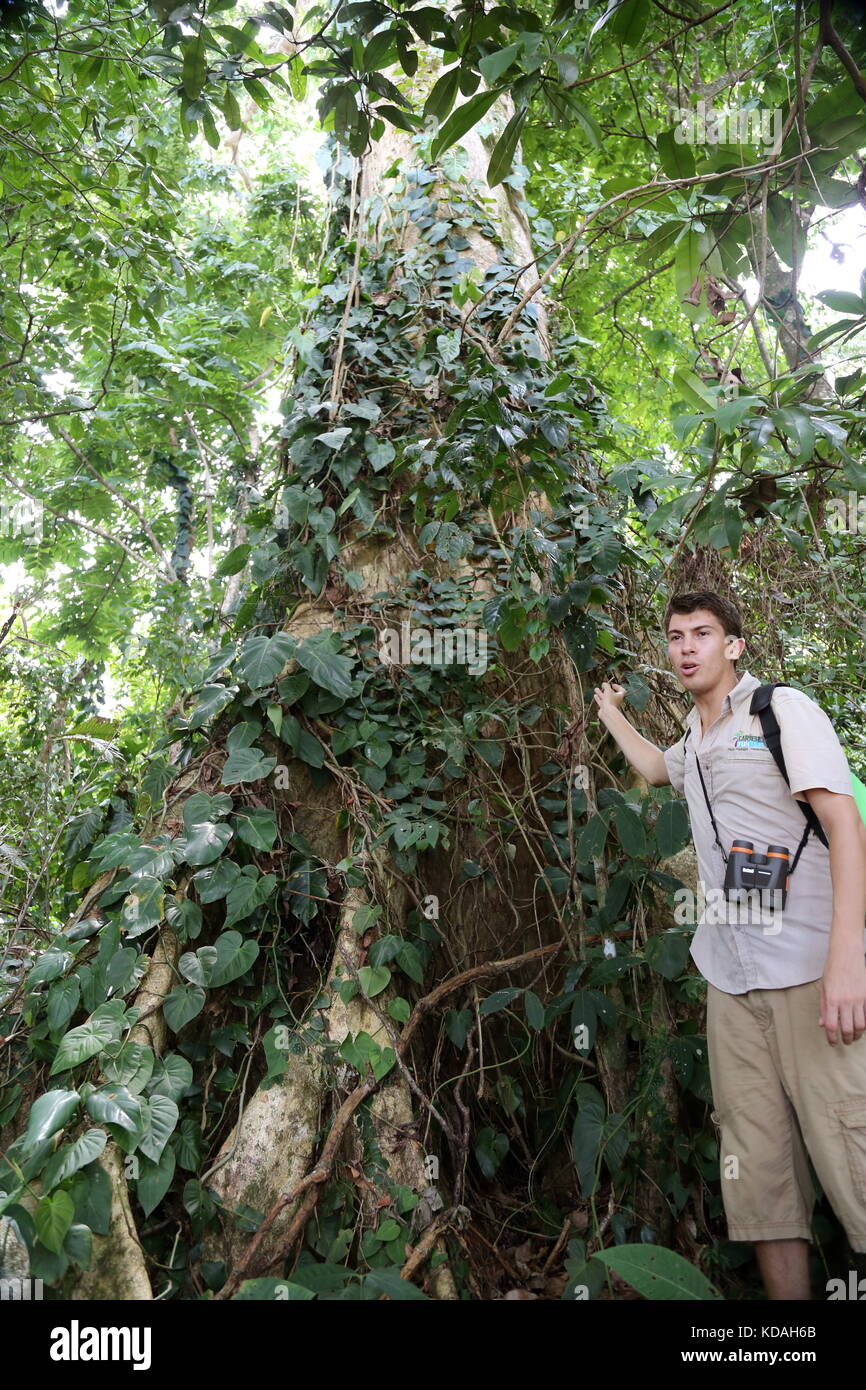 Lokale Führer spricht über antike Ceibo Baum, Punta Uva, Puerto Viejo, Limón Province, Karibik, Costa Rica, Mittelamerika Stockfoto