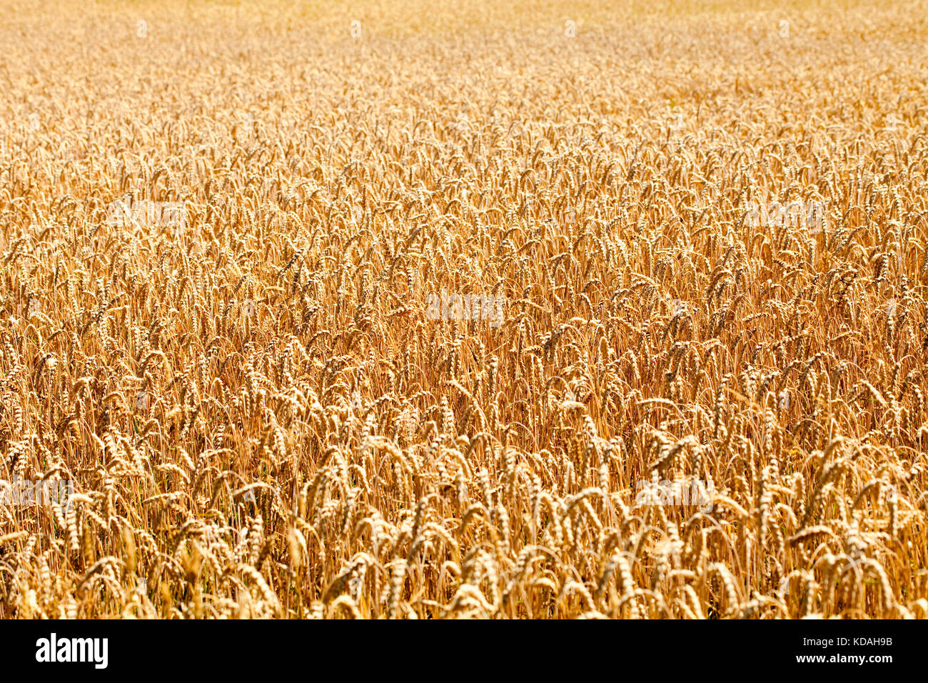 Landcsape mit einem Feld von Weizen in Böhmen Stockfoto