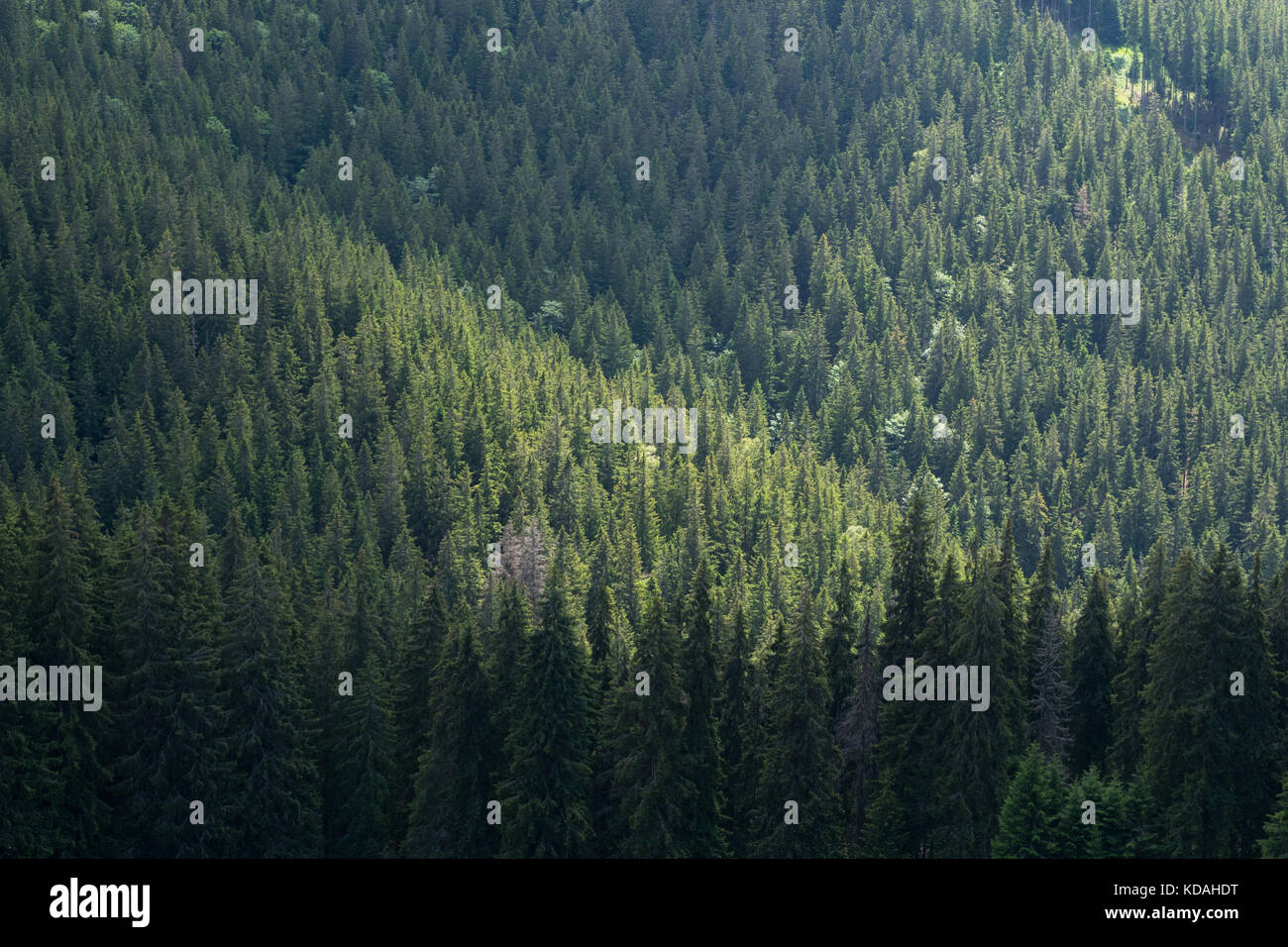 Wald Landschaft, in der das Rarau-massiv im Norden Rumäniens, Osteuropa im Sommer Stockfoto