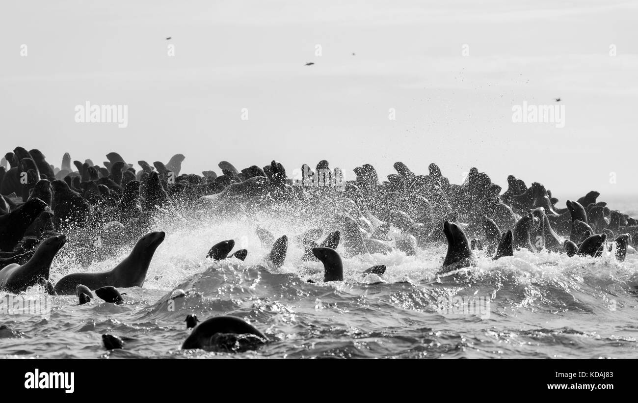 Tyuleny Insel, des Ochotskischen Meeres, Russland Aug 26 2017 Kolonie von Seelöwen Stockfoto