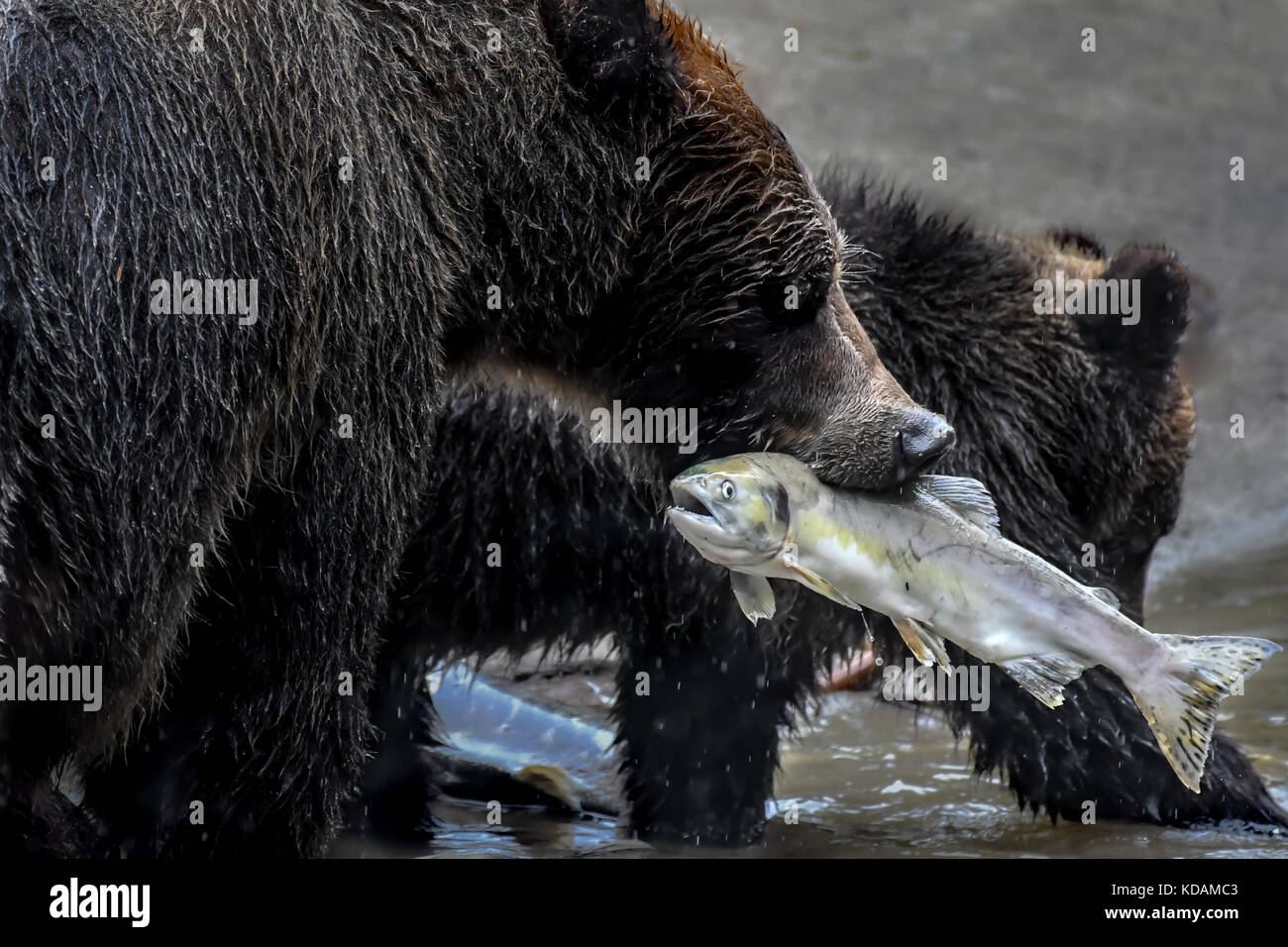 Grizzly Bär mit einem Fisch im Mund und ihr Junge, Effingham Inlet, British Columbia, Kanada Stockfoto