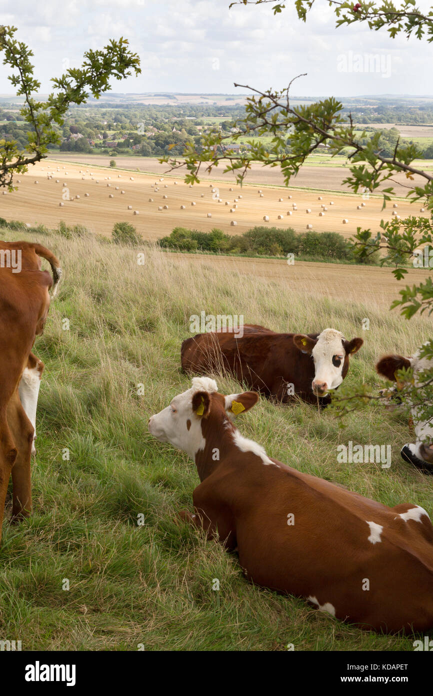 Landwirtschaft Großbritannien - Kühe auf dem Bauernhof, Pewsey Vale, Wiltshire England Großbritannien Stockfoto