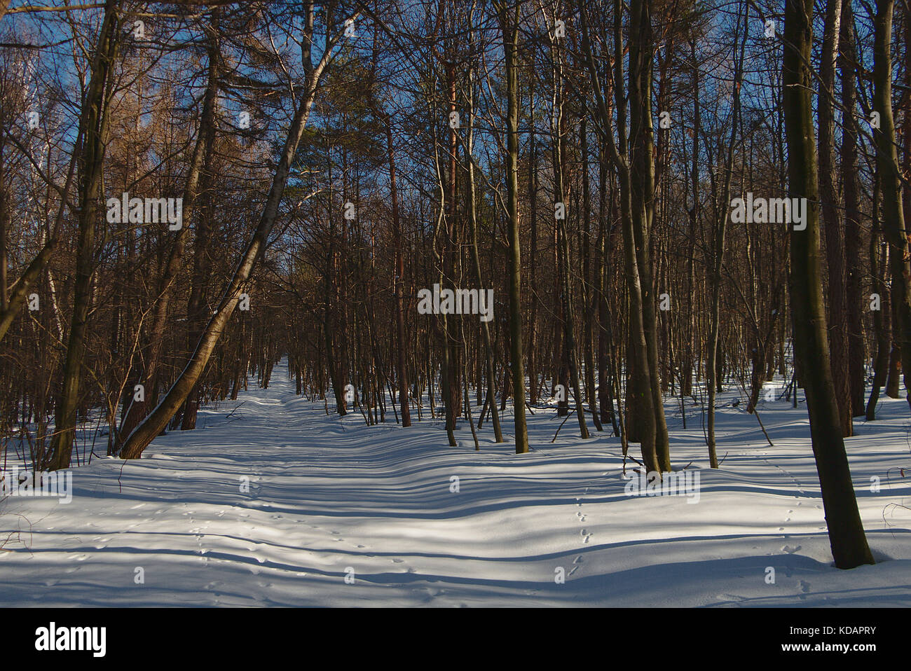 Sonnigen Tag im Winter Wald Stockfoto