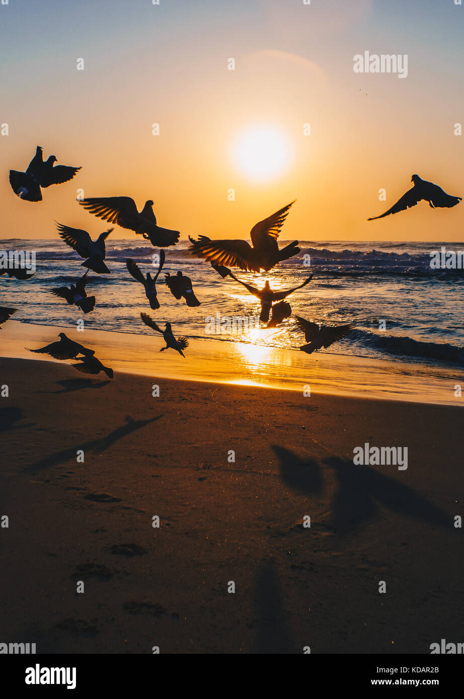 Eines meiner liebsten Dinge zu beobachten ist Tauben am Morgen fliegen Stockfoto