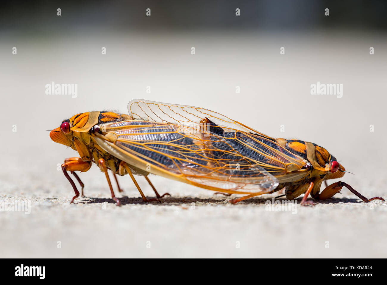 Makroaufnahme der Paar gelbe Montag Zikaden Stockfoto