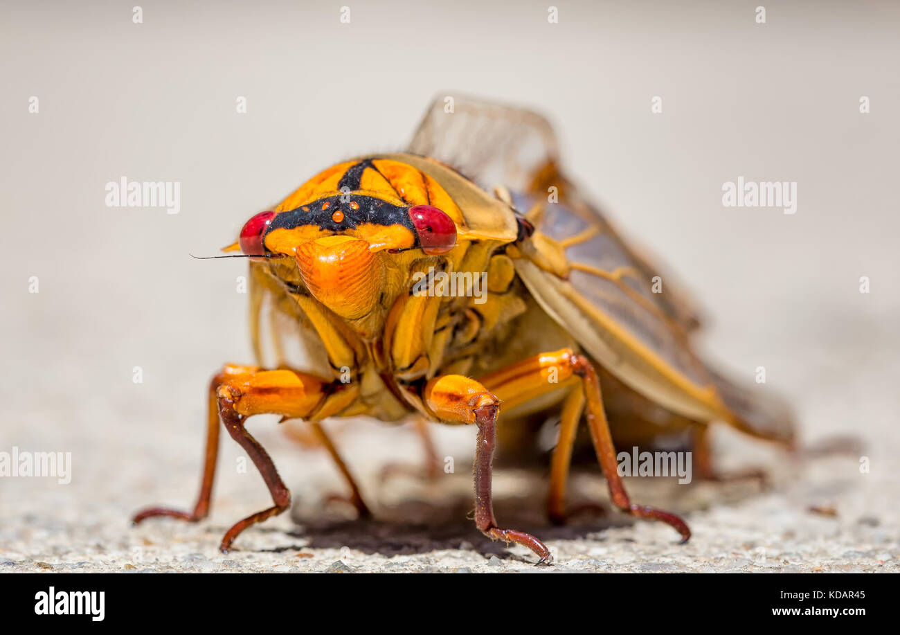 Makroaufnahme eines gelben Montag Zikade Stockfoto