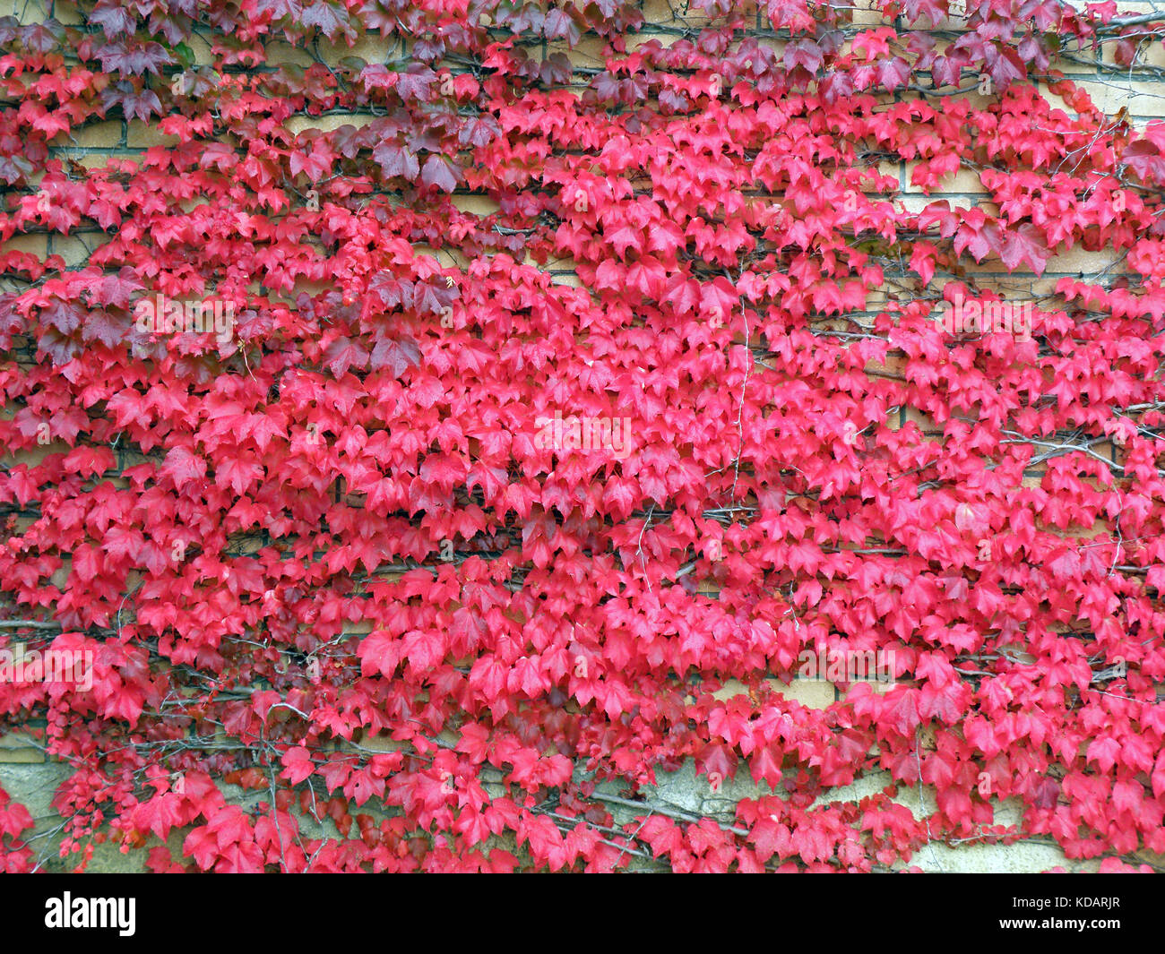 Die mirogoj Zagreb Hauptfriedhof, regnerischen Herbst, rot Efeu, Kroatien, Europa, 1. Stockfoto