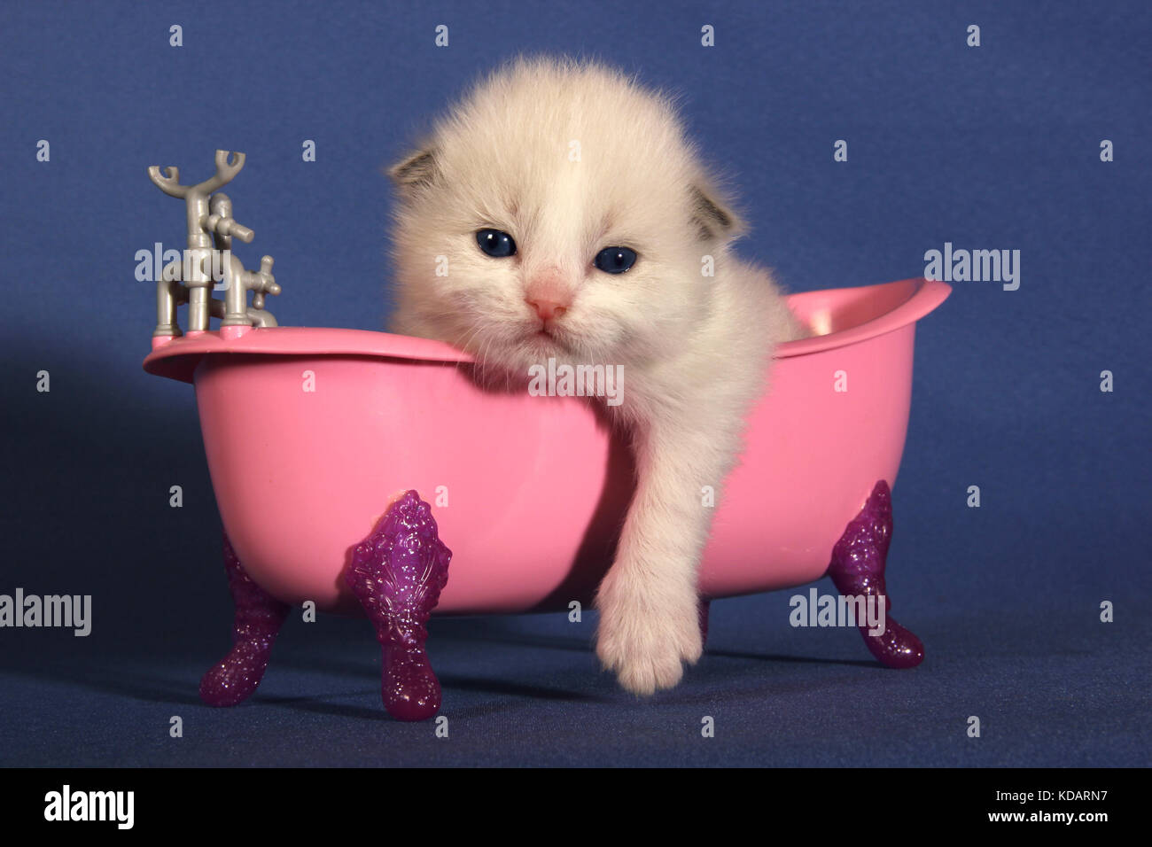 Ragdoll Kitten, 2 Wochen alt, in einem rosa Badewanne liegend Stockfoto