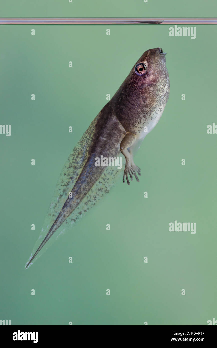 Porträt einer Kaulquappe Unterwasser Stockfoto