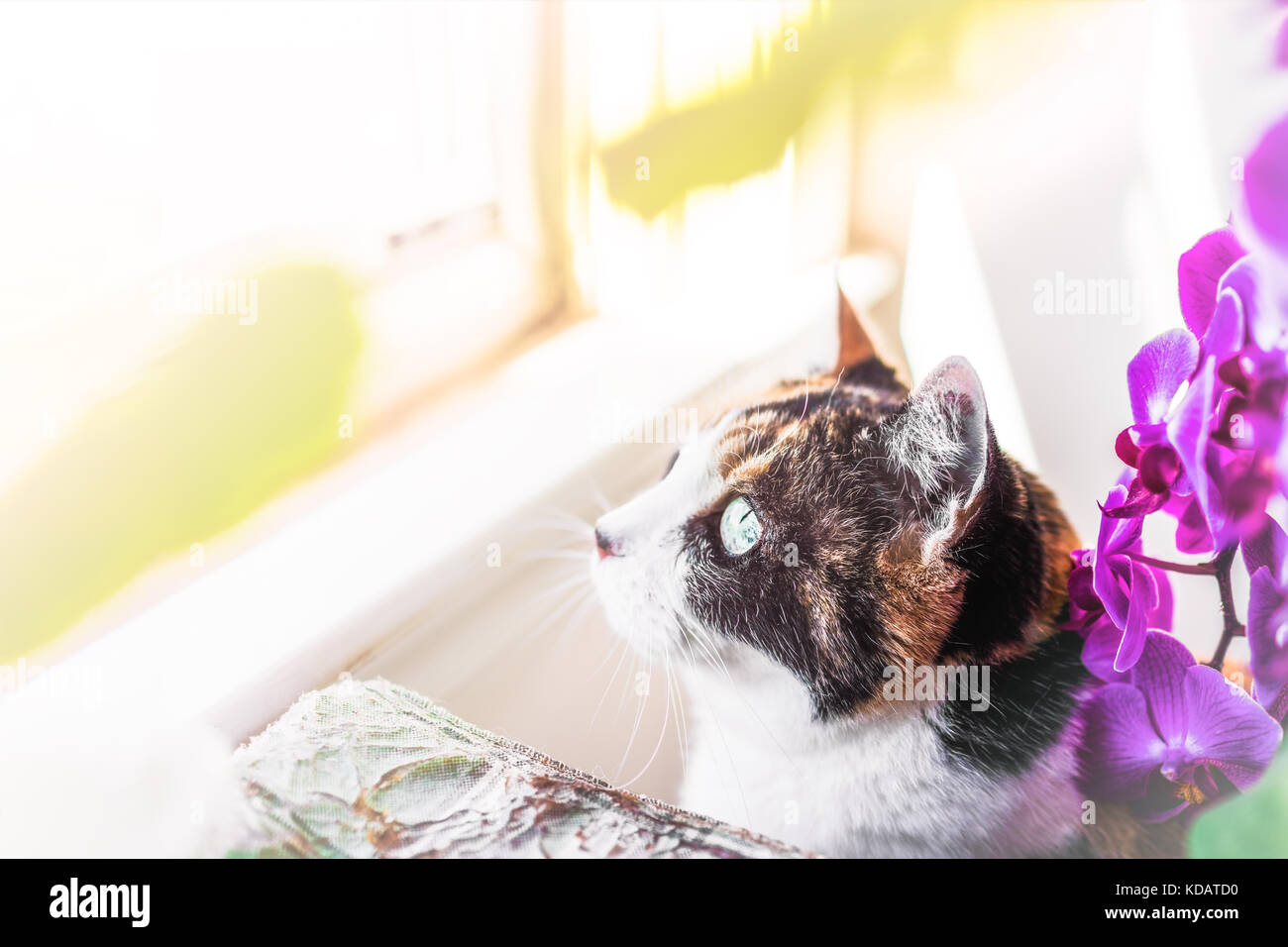 Makro Nahaufnahme der junge Katze Gesicht und Augen sitzen auf fensterbank durch Pflanzen, die gerne ausserhalb mit goldenen helles Sonnenlicht in Haus, Wohnung, Haus, Zimmer Stockfoto