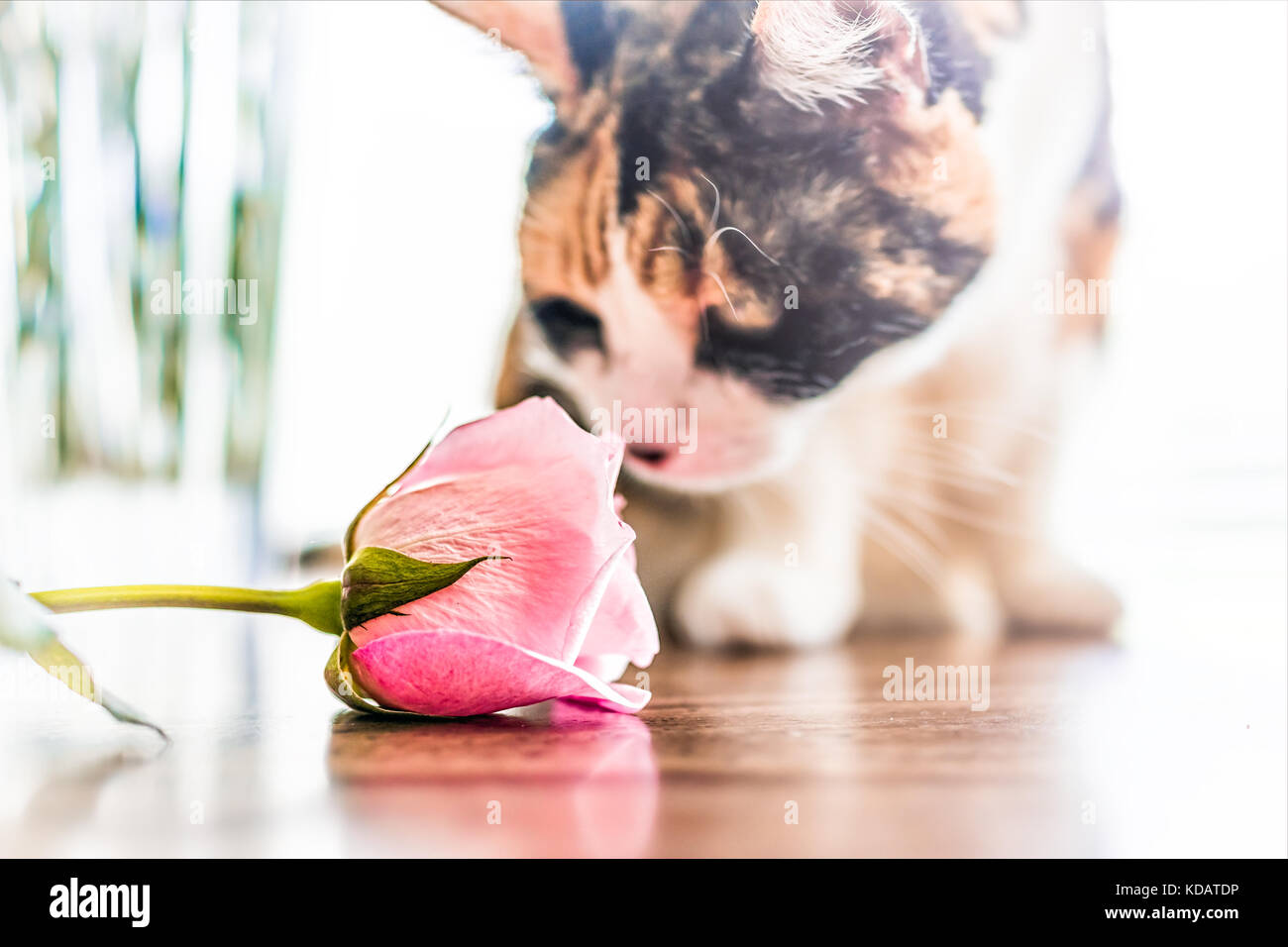 Closeup Portrait von neugierig Calico Katze sitzt auf Küche Zimmer Tabelle durch Fenster riechen, Schnüffeln rosa Rose Blume Stockfoto