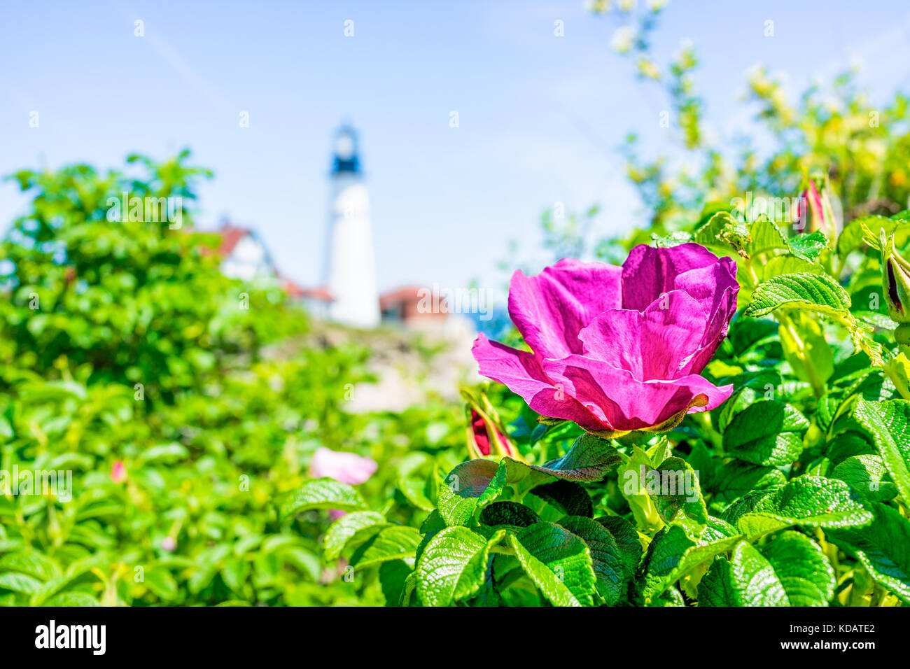 Makro Nahaufnahme von Rosa rugosa rose Hagebutten Blume auf Bush in Maine mit Leuchtturm im Hintergrund Stockfoto