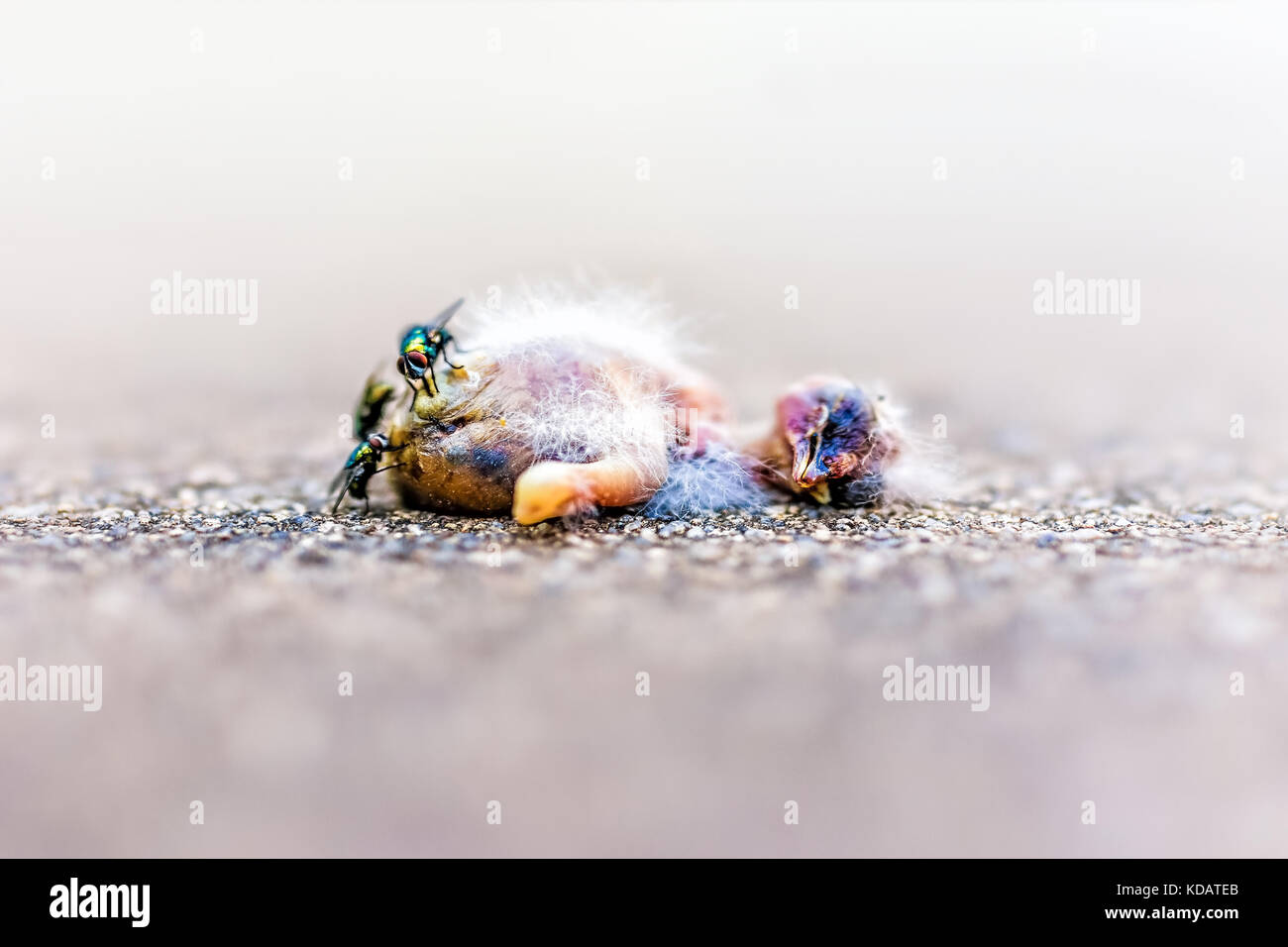 Makro Nahaufnahme des toten Baby sparrow vogel küken Zerlegen mit grünen Fliegen und Ameisen essen Stockfoto