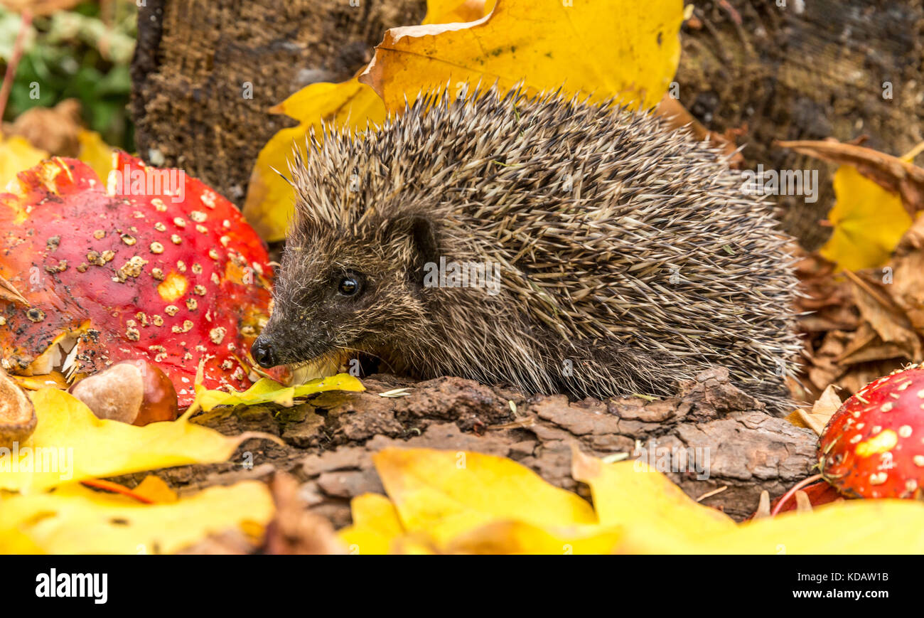 Igel, Wild, Europäische Igel im Herbst mit roten Fliegenpilzen und helle gelbe Herbst oder fallen lässt. Nach links. Stockfoto