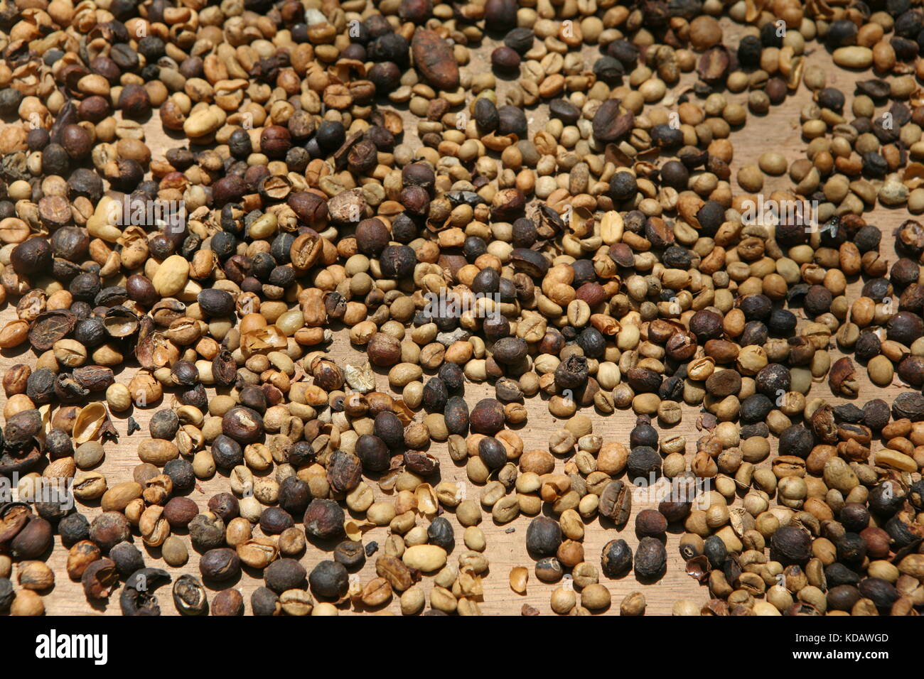 Kaffee Bohnen des Kopi Luwak und Kape ALAMID Coffee - Kaffeesorte - Kaffeebohnen Stockfoto