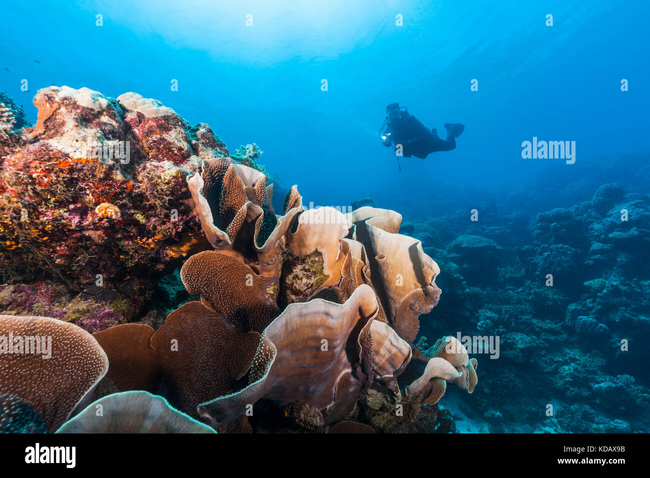 Die korallenformationen Taucher Erkunden von Agincourt Reef, Great Barrier Reef Marine Park, Port Douglas, Queensland, Australien Stockfoto