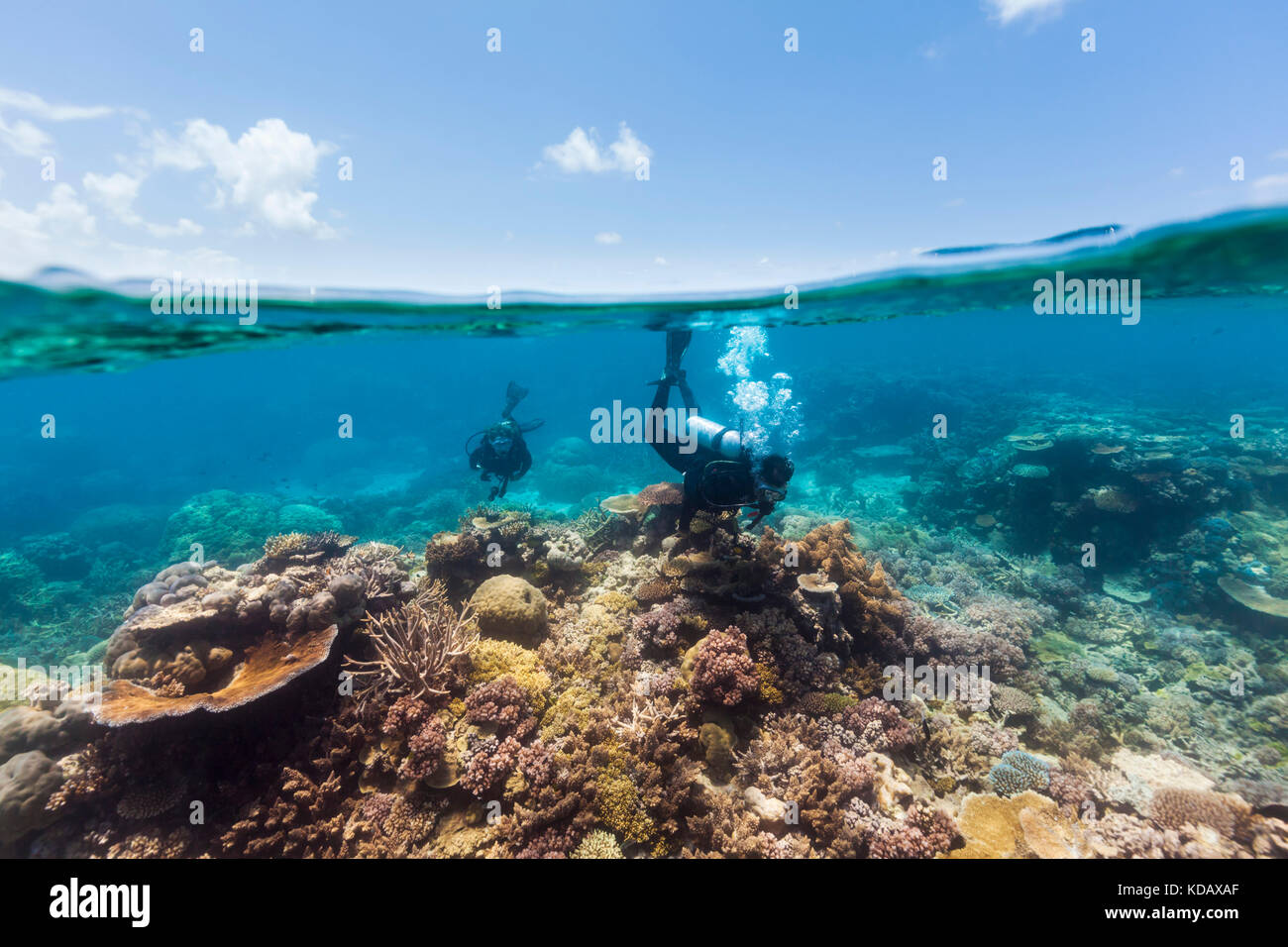 Split shot von Tauchern erkundet die Korallenformationen von Agincourt Reef, Great Barrier Reef Marine Park, Port Douglas, Queensland, Australien Stockfoto