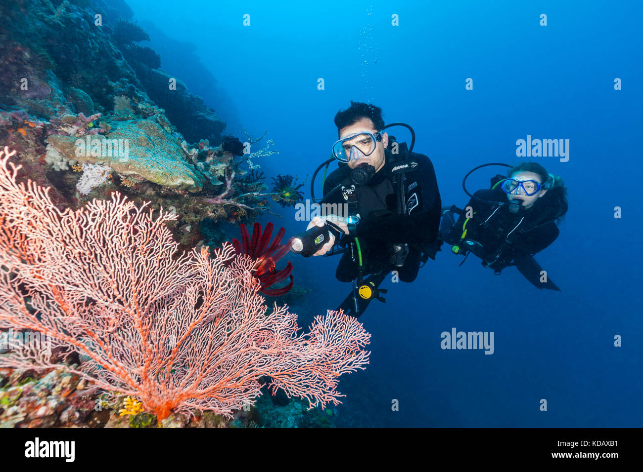 Taucher im Meer colorfal Fans bei St Crispins Riff Great Barrier Reef Marine Park, Port Douglas, Queensland, Australien Stockfoto