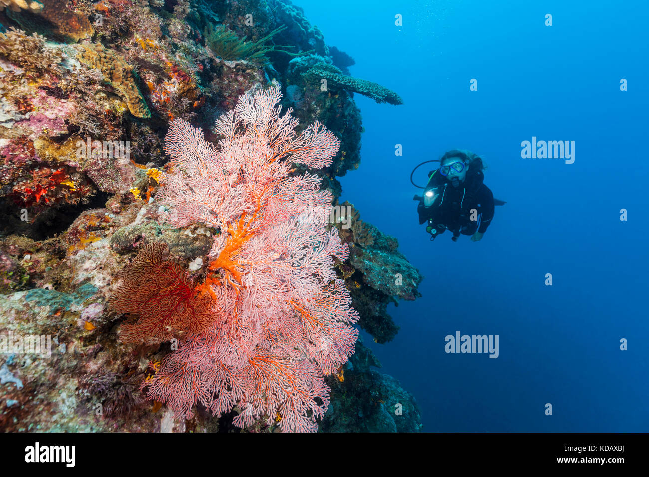 Taucher im Meer colorfal Fans bei St Crispins Riff Great Barrier Reef Marine Park, Port Douglas, Queensland, Australien Stockfoto