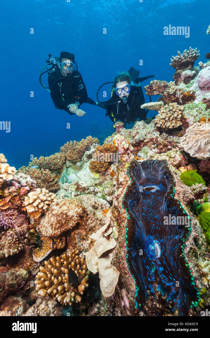 Taucher auf eine Riesenmuschel und Korallenformationen in St. Crispin Reef, Great Barrier Reef Marine Park, Port Douglas, Queensland, Australien Stockfoto