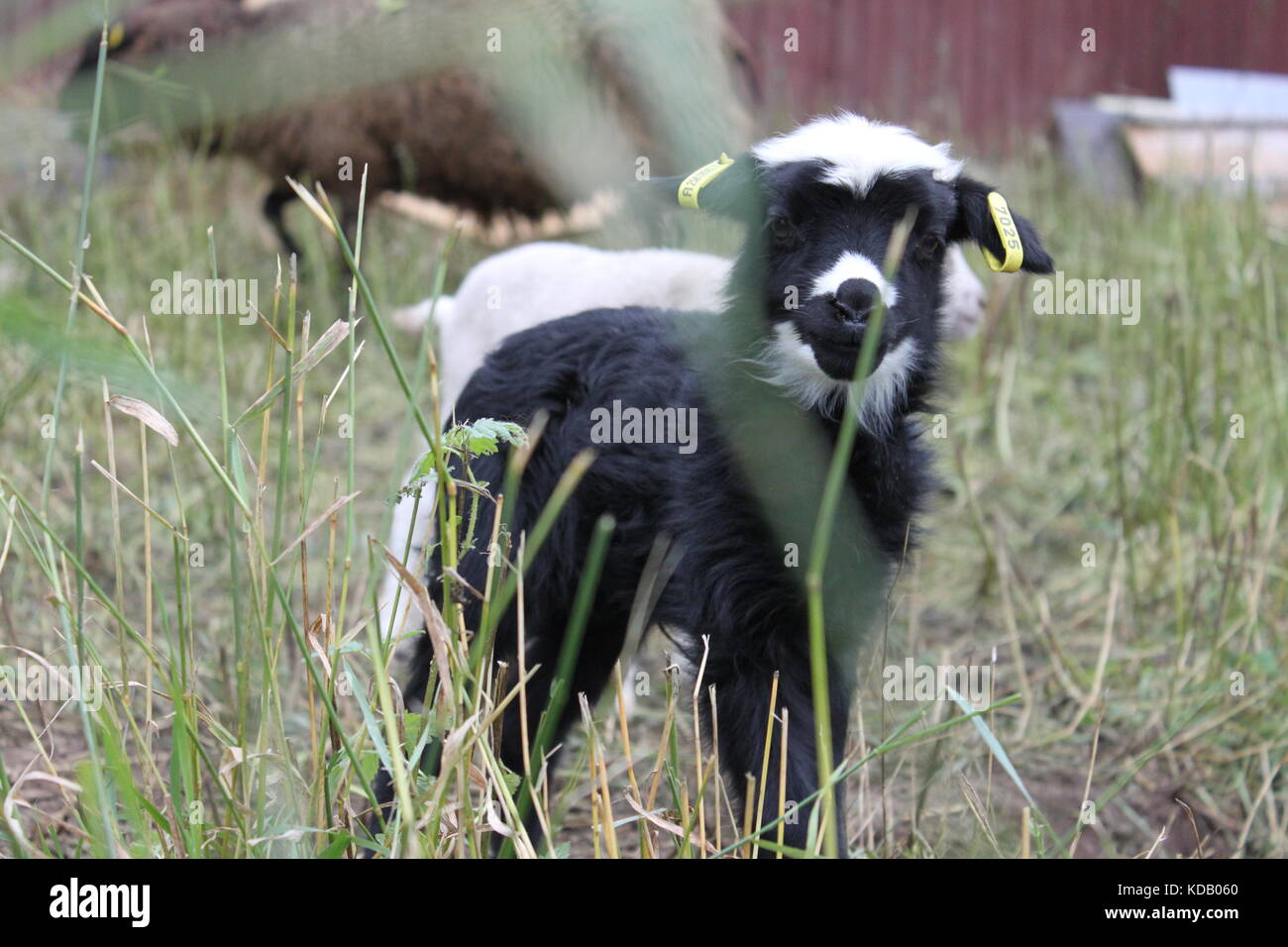 Schwarze und weiße Lamm auf der Weide Stockfoto