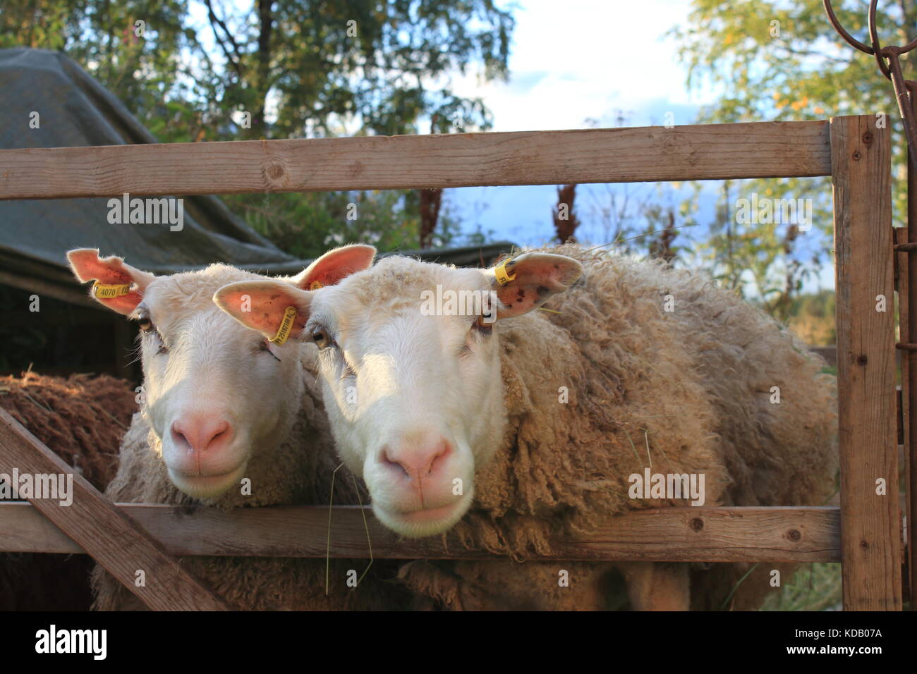 Schafe hinter dem Zaun Stockfoto