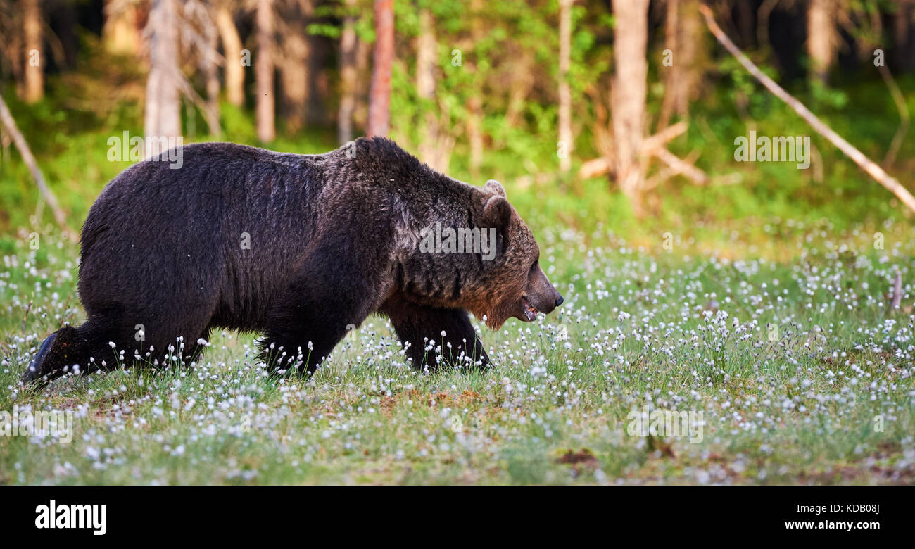 Wilde Braunbären zu Fuß im Grünen finnische Taiga Stockfoto